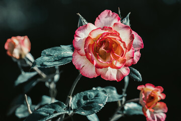 rose fleuri