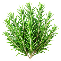 Fototapeta premium green dill isolated on white background