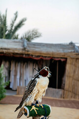 Peregrine falcon with hood in Bedouin camp for tourists in desert. Abu Dhabi, United Arab Emirates. Falco peregrinus. Travel concept