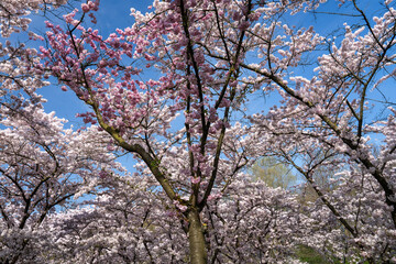 Cherry blossoms in full bloom, in Amsterdamse Bos, Amstelveen
