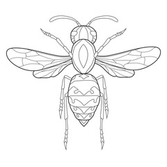 Detailed Line Art Illustration of a Wasp