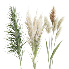 Three types of dried pampas grass isolated on transparent background