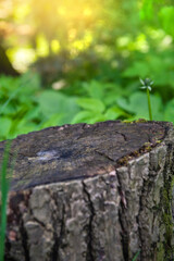 Nature background with old tree stump with cracked wood and moss in forest