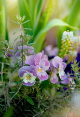 Natural summer background with violet flowers blooming in a garden