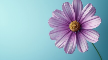 Obraz premium Close-up of a vibrant purple cosmos flower against a soft teal backdrop. Detailed petals, delicate pistil, and stem. High-quality image