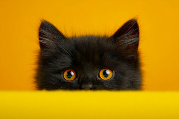 With wide orange eyes and velvety black fur, a tiny kitten peeks over a bright yellow edge. The clean, modern backdrop enhances its adorable, curious personality in a playful composition.