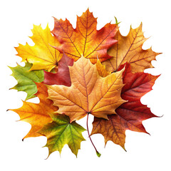 Obraz premium maple leaves isolated on white