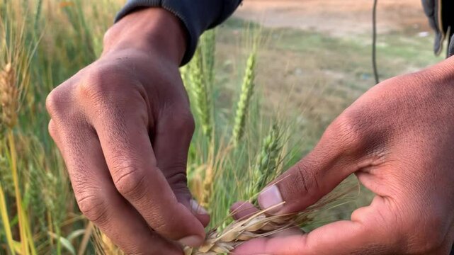 Hands touching wheat in a field