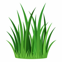 Green grass isolated  on white 
