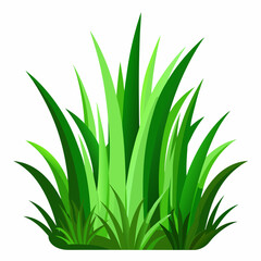 Green grass isolated  on white 