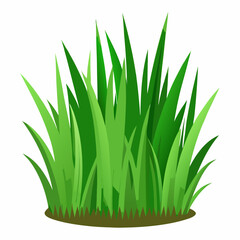 Green grass isolated  on white 