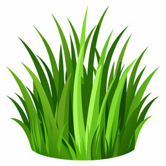 Green grass isolated  on white 