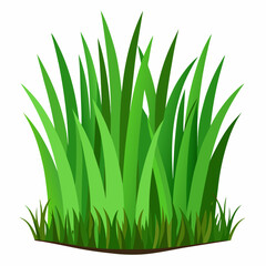 Fototapeta premium Green grass isolated on white 