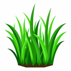 Green grass isolated  on white 