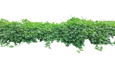 Fresh green grass and leaves, isolated on white, a healthy garden plant ingredient