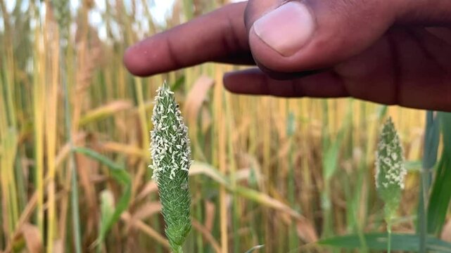 Hand holding wheat ear with powdery mildew fungus