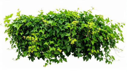 Obraz premium Green ivy plant with many leaves isolated on white background