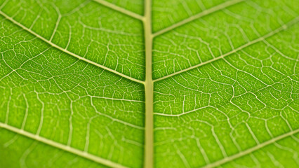 Obraz premium 초록 잎 나뭇잎 잎사귀 확대 접사 사진 배경 이미지