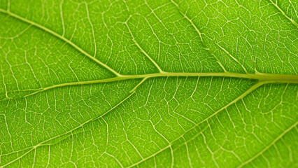 초록 잎 나뭇잎 잎사귀 확대 접사 사진 배경 이미지