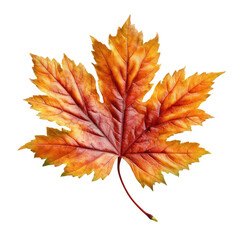 Fototapeta premium Single autumn leaf in warm colors isolated on transparent background