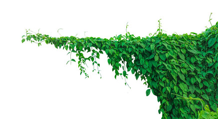 Green grass background with leaf and floral design elements for a natural spring plant on wall photo 