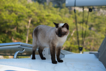 young siamese cat in natural environment on deck of white catamaran sailing boat, walking around...