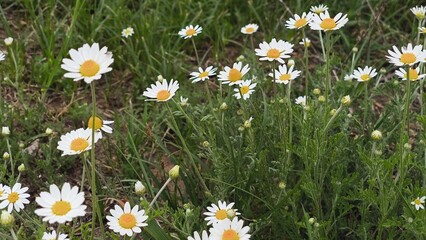 Fototapeta premium White daisy field. field of white daisies in the wind swaying close up.