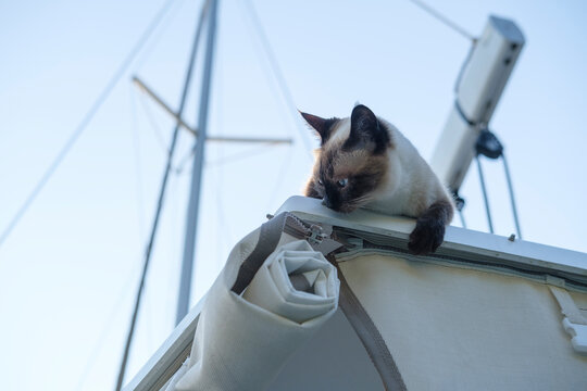 young siamese cat exploring around while travelling on sailing boat, sky, mast, takellage