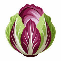 Radicchio 2D Vector white background