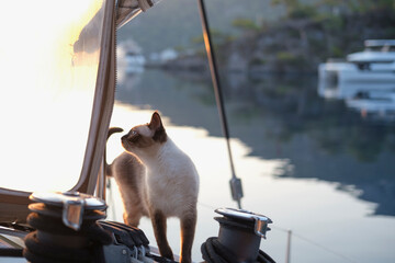 young female siamese cat curious portrate sitting in tranquil moment on top deck of sailing boat in...