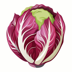 Obraz premium Radicchio 2D Vector white background