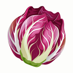 Obraz premium Radicchio 2D Vector white background
