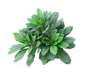 Fresh green leaves of an aromatic herb isolated on a white background