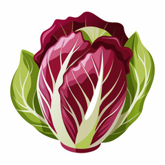 Radicchio 2D Vector white background