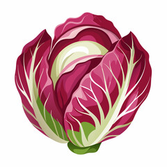 Radicchio 2D Vector white background
