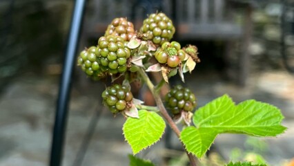 Unripe red and green blackberries on the vine.