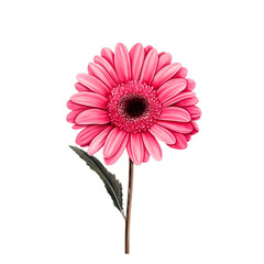 Watercolor, pink gerbera daisy on a long stem with a white center and green leaves, against a transparent background.