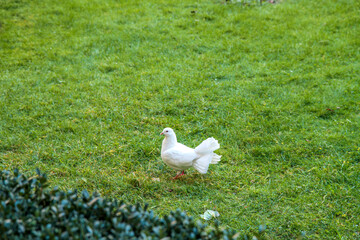 A white dove stands on the green grass in the park.
