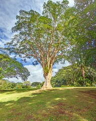 Obraz premium Giant tree in lush tropical park on sunny day