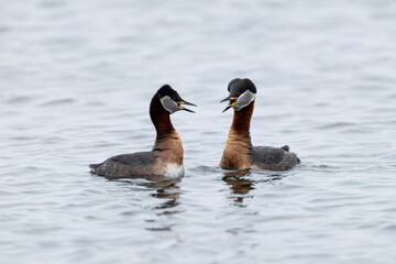 A couple of Red-necked Grebes (Podiceps grisegena) at courtship display at southern shore of Fehmarn in Germany