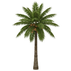 coconut tree isolated on white background