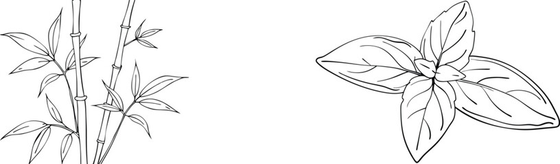 Hand-drawn vector illustration of bamboo stalks and fresh basil leaves in black and white