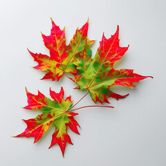 Bright red autumn maple leaves isolated on white