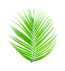  a fresh green palm leaf isolated on white, perfect for nature and betel nut plant-related designs