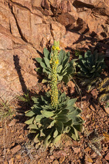 Common mullein plant with yellow flowers

