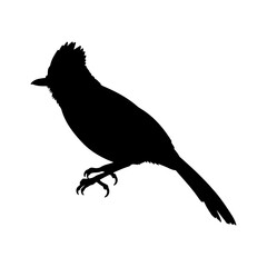 White crested Laughingthrush silhouette icon vector flat design on white background