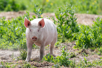 Organic pigs in Denmark during springtime. They eat, play, and enjoy life in the green landscapes and by their houses in the open air