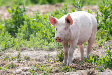 Organic pigs in Denmark during springtime. They eat, play, and enjoy life in the green landscapes and by their houses in the open air