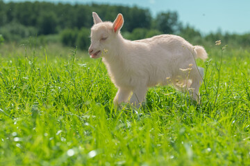 Fototapeta premium White goat in a field looking to the side.