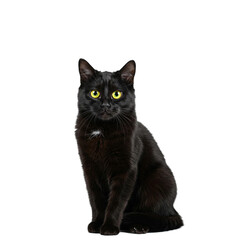 black cat isolated on white